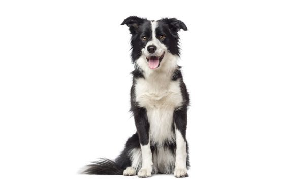 collie